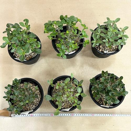 塊根植物 選べるアデニウム モンスター 5号鉢(現品) 個体A〜F