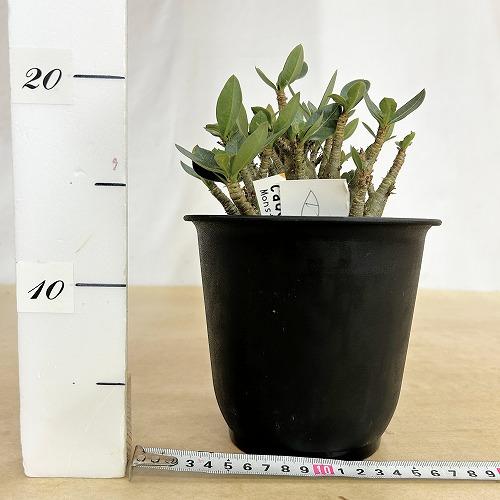塊根植物 選べるアデニウム モンスター 5号鉢(現品) 個体A〜F