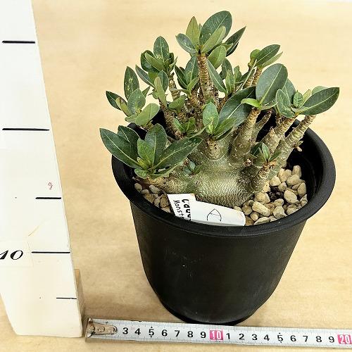 塊根植物 選べるアデニウム モンスター 5号鉢(現品) 個体A〜F