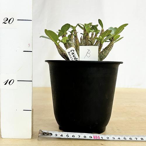 塊根植物 選べるアデニウム モンスター 5号鉢(現品) 個体A〜F