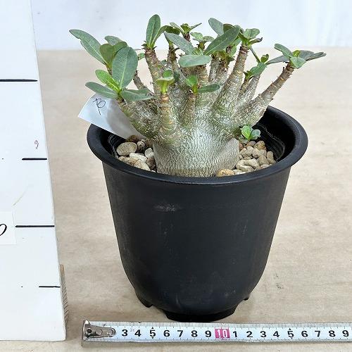 塊根植物 選べるアデニウム モンスター 5号鉢(現品) 個体A〜F