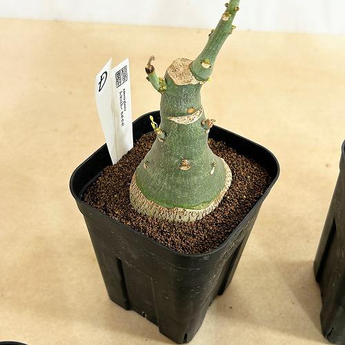 塊根植物 選べるアデニア グラウカ(文福茶釜) 4号角鉢(現品