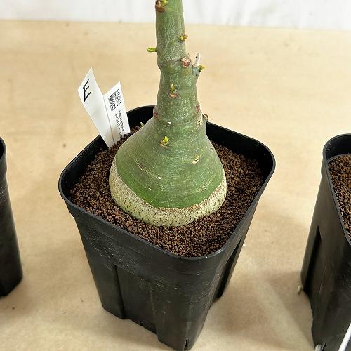 塊根植物 選べるアデニア グラウカ(文福茶釜) 4号角鉢(現品