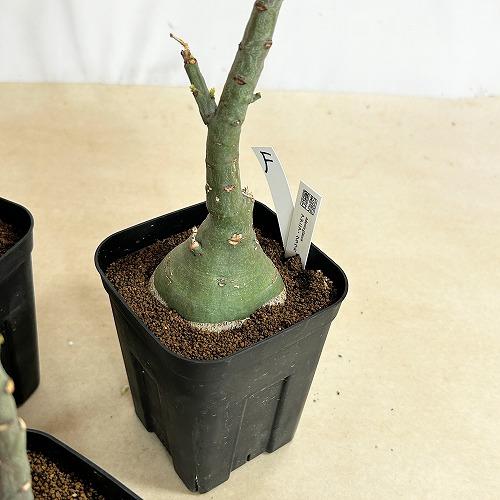 塊根植物 選べるアデニア グラウカ(文福茶釜) 4号角鉢(現品