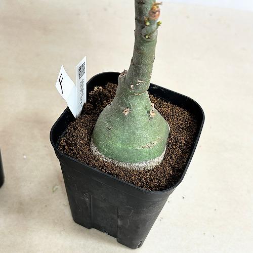 塊根植物 選べるアデニア グラウカ(文福茶釜) 4号角鉢(現品