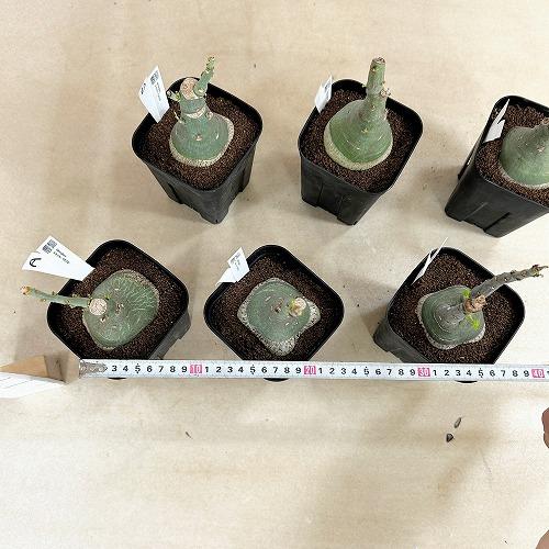 塊根植物 選べるアデニア グラウカ(文福茶釜) 4号角鉢(現品