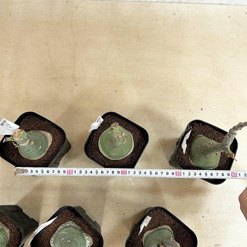 塊根植物 選べるアデニア グラウカ(文福茶釜) 4号角鉢(現品