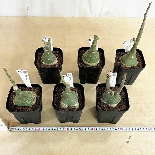 塊根植物 選べるアデニア グラウカ(文福茶釜) 4号角鉢(現品