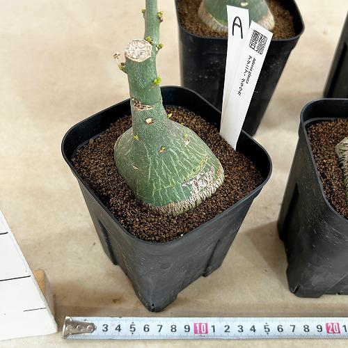 塊根植物 選べるアデニア グラウカ(文福茶釜) 4号角鉢(現品