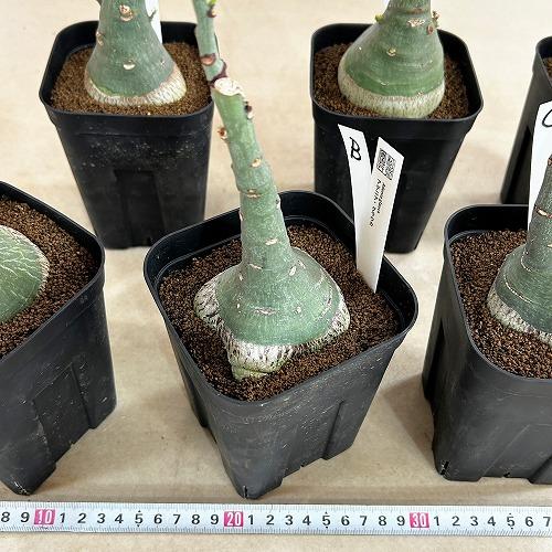 塊根植物 選べるアデニア グラウカ(文福茶釜) 4号角鉢(現品
