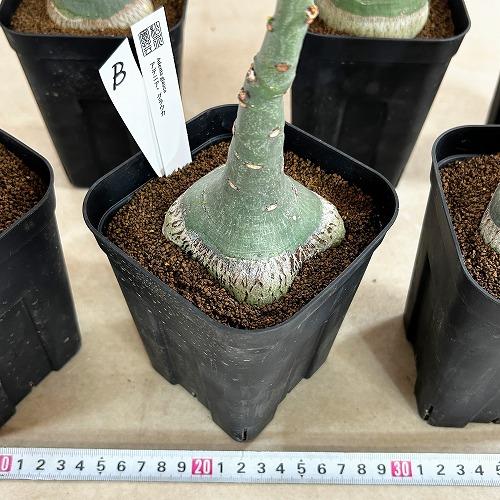塊根植物 選べるアデニア グラウカ(文福茶釜) 4号角鉢(現品