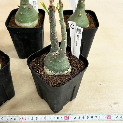 塊根植物 選べるアデニア グラウカ(文福茶釜) 4号角鉢(現品