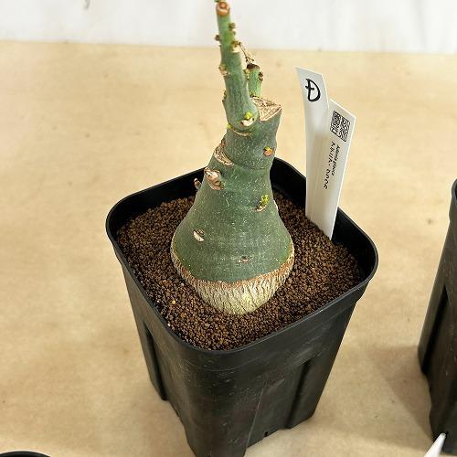 塊根植物 選べるアデニア グラウカ(文福茶釜) 4号角鉢(現品