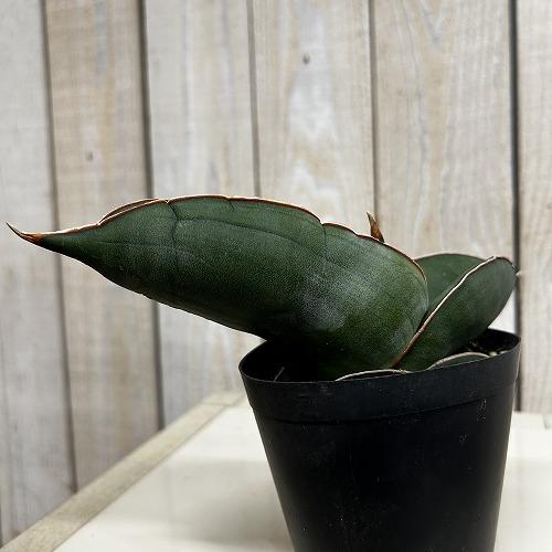 多肉植物　サンセベリア エレンベルギー バナナ 3号鉢(現品)　インテリア 室内 おしゃれ 可愛い かわいい | 