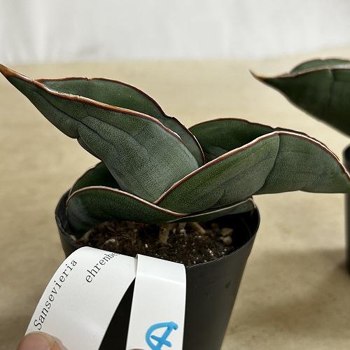 多肉植物　サンセベリア エレンベルギー バナナ 3号鉢(現品)　インテリア 室内 おしゃれ 可愛い かわいい |  | 11