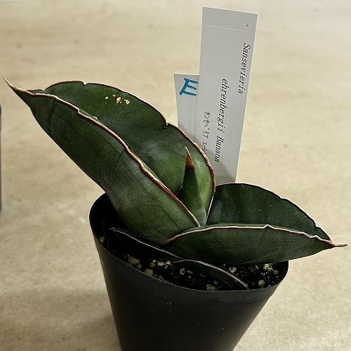 多肉植物　サンセベリア エレンベルギー バナナ 3号鉢(現品)　インテリア 室内 おしゃれ 可愛い かわいい |  | 05