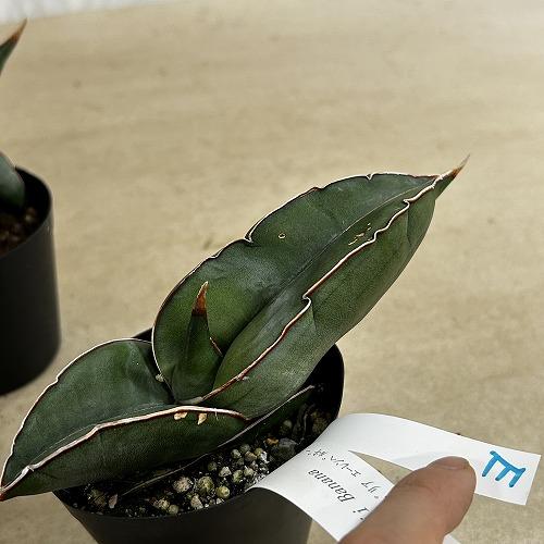 多肉植物　サンセベリア エレンベルギー バナナ 3号鉢(現品)　インテリア 室内 おしゃれ 可愛い かわいい |  | 12