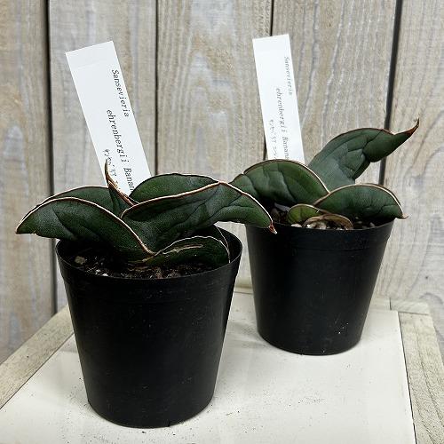 多肉植物　サンセベリア エレンベルギー バナナ 3号鉢(現品)　インテリア 室内 おしゃれ 可愛い かわいい |  | 06