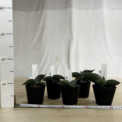 多肉植物　サンセベリア エレンベルギー バナナ 3号鉢(現品)　インテリア 室内 おしゃれ 可愛い かわいい |  | 07
