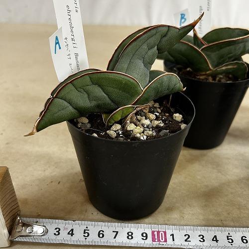 多肉植物　サンセベリア エレンベルギー バナナ 3号鉢(現品)　インテリア 室内 おしゃれ 可愛い かわいい |  | 01