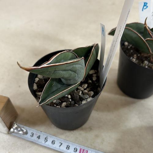 多肉植物　サンセベリア エレンベルギー バナナ 3号鉢(現品)　インテリア 室内 おしゃれ 可愛い かわいい |  | 08