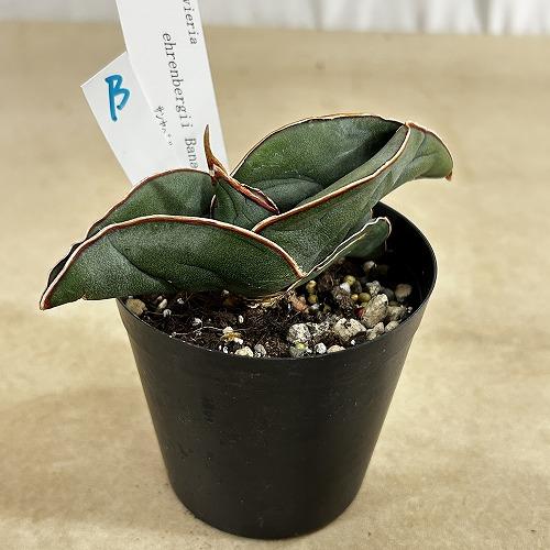 多肉植物　サンセベリア エレンベルギー バナナ 3号鉢(現品)　インテリア 室内 おしゃれ 可愛い かわいい |  | 02