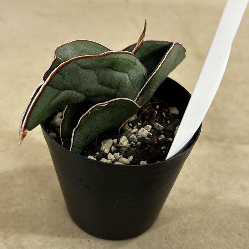 多肉植物　サンセベリア エレンベルギー バナナ 3号鉢(現品)　インテリア 室内 おしゃれ 可愛い かわいい |  | 09