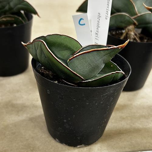 多肉植物　サンセベリア エレンベルギー バナナ 3号鉢(現品)　インテリア 室内 おしゃれ 可愛い かわいい |  | 03