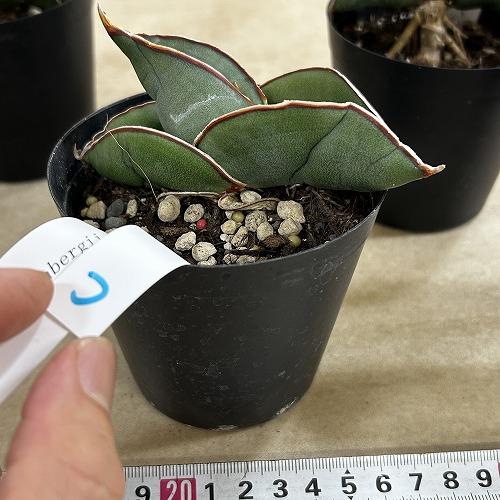 多肉植物　サンセベリア エレンベルギー バナナ 3号鉢(現品)　インテリア 室内 おしゃれ 可愛い かわいい |  | 10