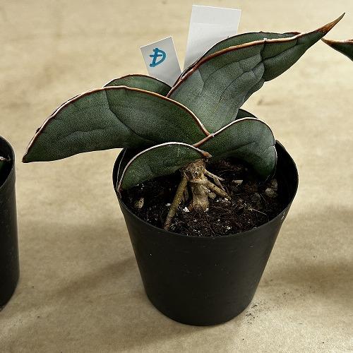 多肉植物　サンセベリア エレンベルギー バナナ 3号鉢(現品)　インテリア 室内 おしゃれ 可愛い かわいい |  | 04