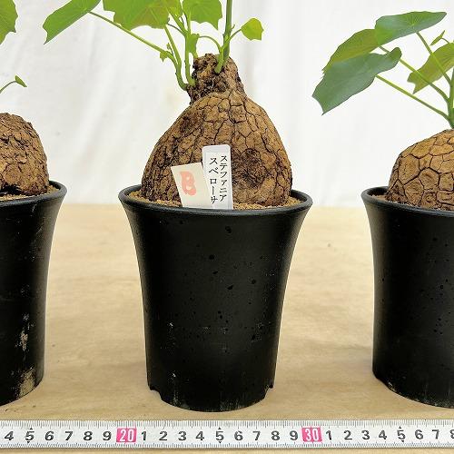 塊根植物 ステファニア スベローサ 4号ロング鉢 個体A〜C(現品