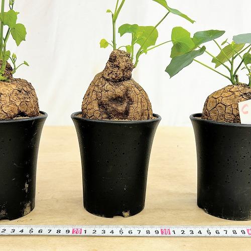 塊根植物 ステファニア スベローサ 4号ロング鉢 個体A〜C(現品