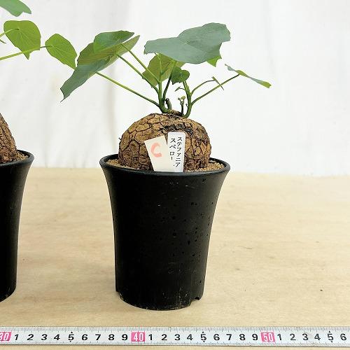 塊根植物 ステファニア スベローサ 4号ロング鉢 個体A〜C(現品