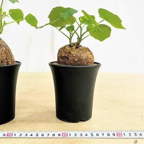 塊根植物 ステファニア スベローサ 4号ロング鉢 個体A〜C(現品