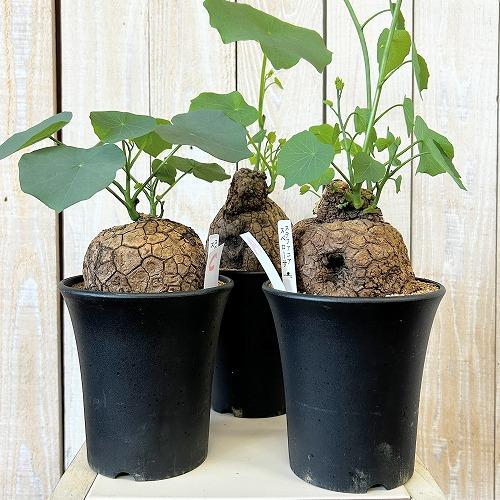 塊根植物 ステファニア スベローサ 4号ロング鉢 個体A〜C(現品