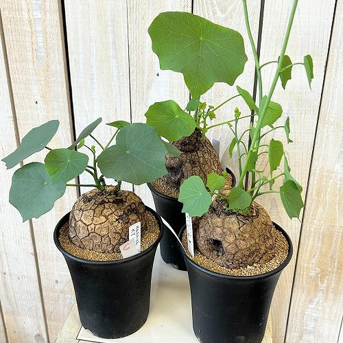 塊根植物 ステファニア スベローサ 4号ロング鉢 個体A〜C(現品