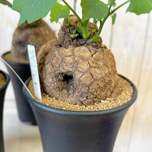 塊根植物 ステファニア スベローサ 4号ロング鉢 個体A〜C(現品