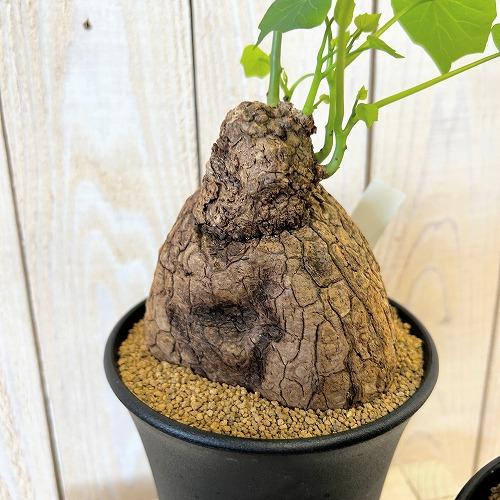塊根植物 ステファニア スベローサ 4号ロング鉢 個体A〜C(現品