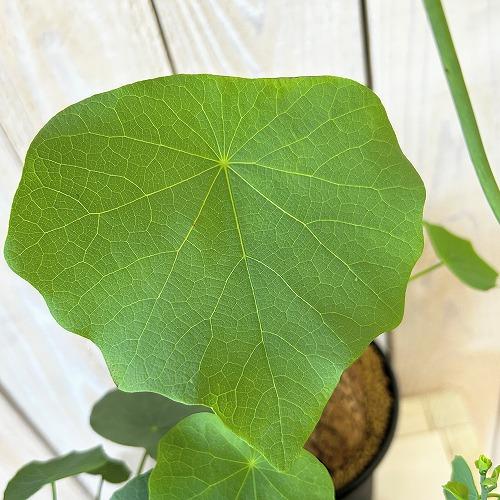 塊根植物 ステファニア スベローサ 4号ロング鉢 個体A〜C(現品