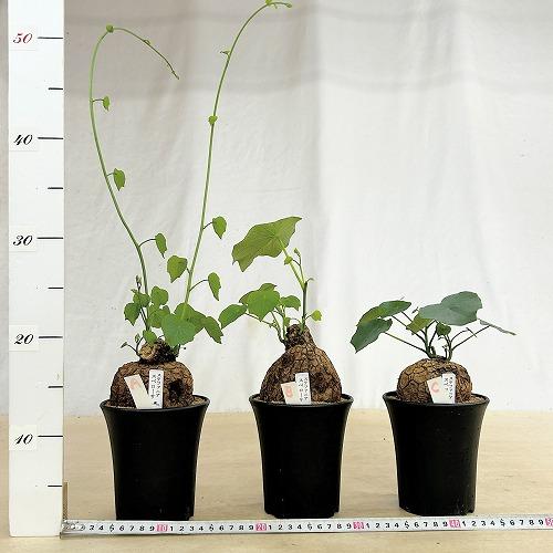 塊根植物 ステファニア スベローサ 4号ロング鉢 個体A〜C(現品