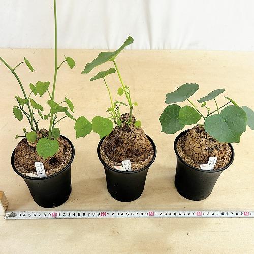 塊根植物 ステファニア スベローサ 4号ロング鉢 個体A〜C(現品