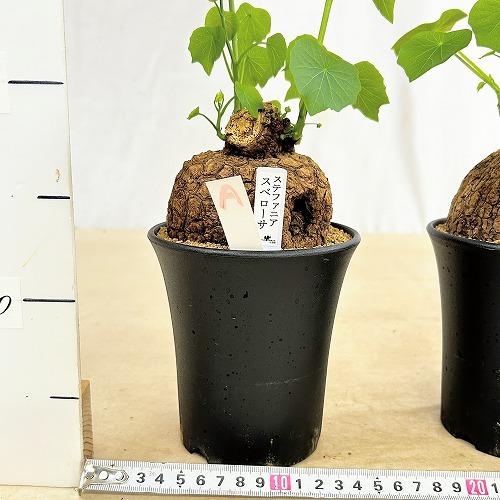 塊根植物 ステファニア スベローサ 4号ロング鉢 個体A〜C(現品