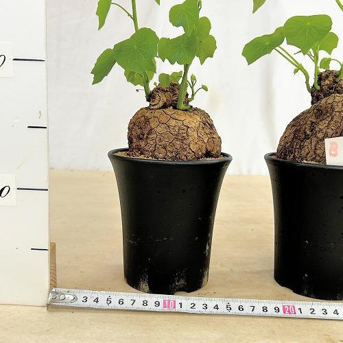 塊根植物 ステファニア スベローサ 4号ロング鉢 個体A〜C(現品