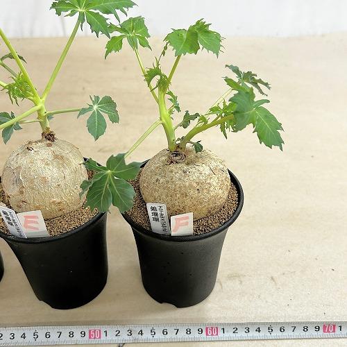 塊根植物 錦珊瑚(ヤトロファ カサルチカ) 3.5号ロング鉢 個体A〜F(現品