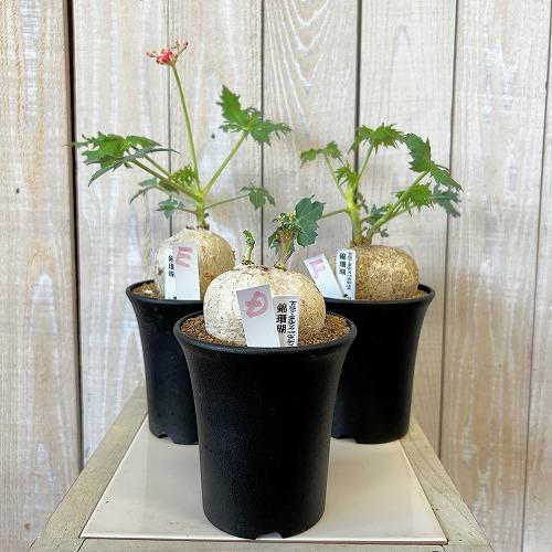 塊根植物 錦珊瑚(ヤトロファ カサルチカ) 3.5号ロング鉢 個体A〜F(現品