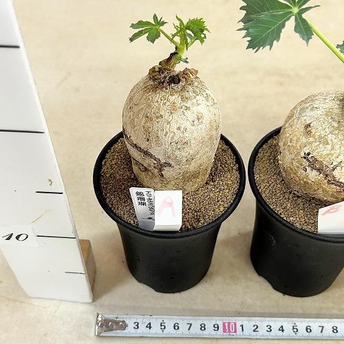 塊根植物 錦珊瑚(ヤトロファ カサルチカ) 3.5号ロング鉢 個体A〜F(現品