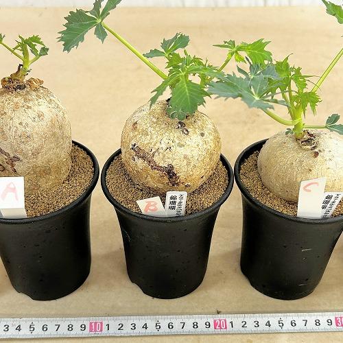 塊根植物 錦珊瑚(ヤトロファ カサルチカ) 3.5号ロング鉢 個体A〜F(現品