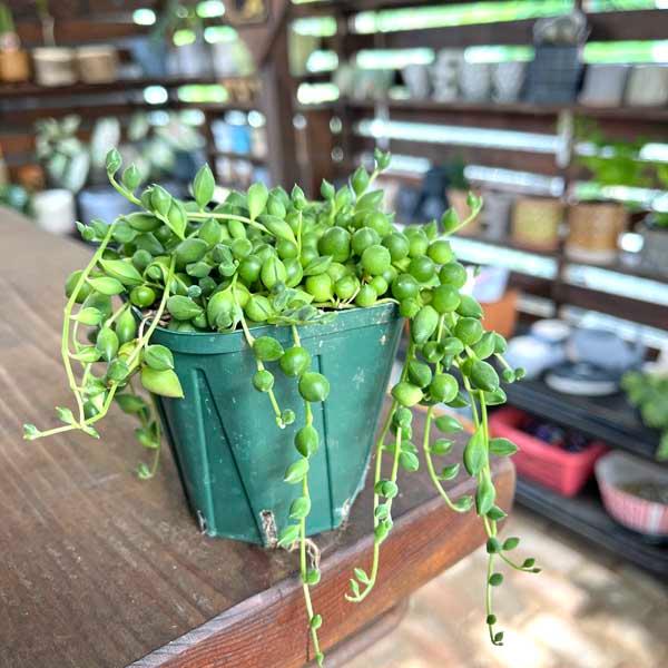 多肉植物 苗 グリーンネックレス 多肉 : LeaMalapua - 通販 多肉植物 苗 グリーンネックレス 多肉 : LeaMalapua - 通販