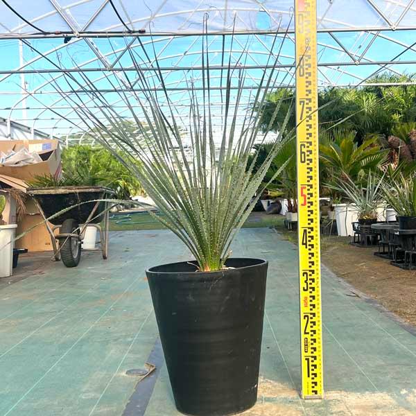 ダシリリオン グラウコフィルム 観葉植物 お祝 新築祝い 開店祝い