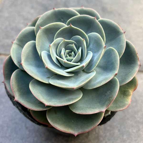多肉植物 苗 七福神 群生 子吹き 3号 多肉 エケベリア : LeaMalapua